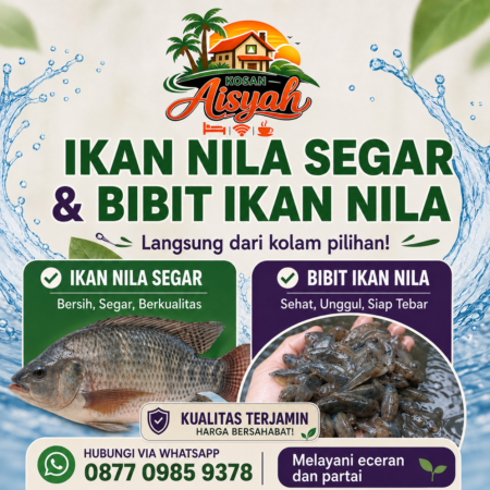 Kosan Aisyah – Ikan Nila Segar & Bibit Ikan Nila Berkualitas